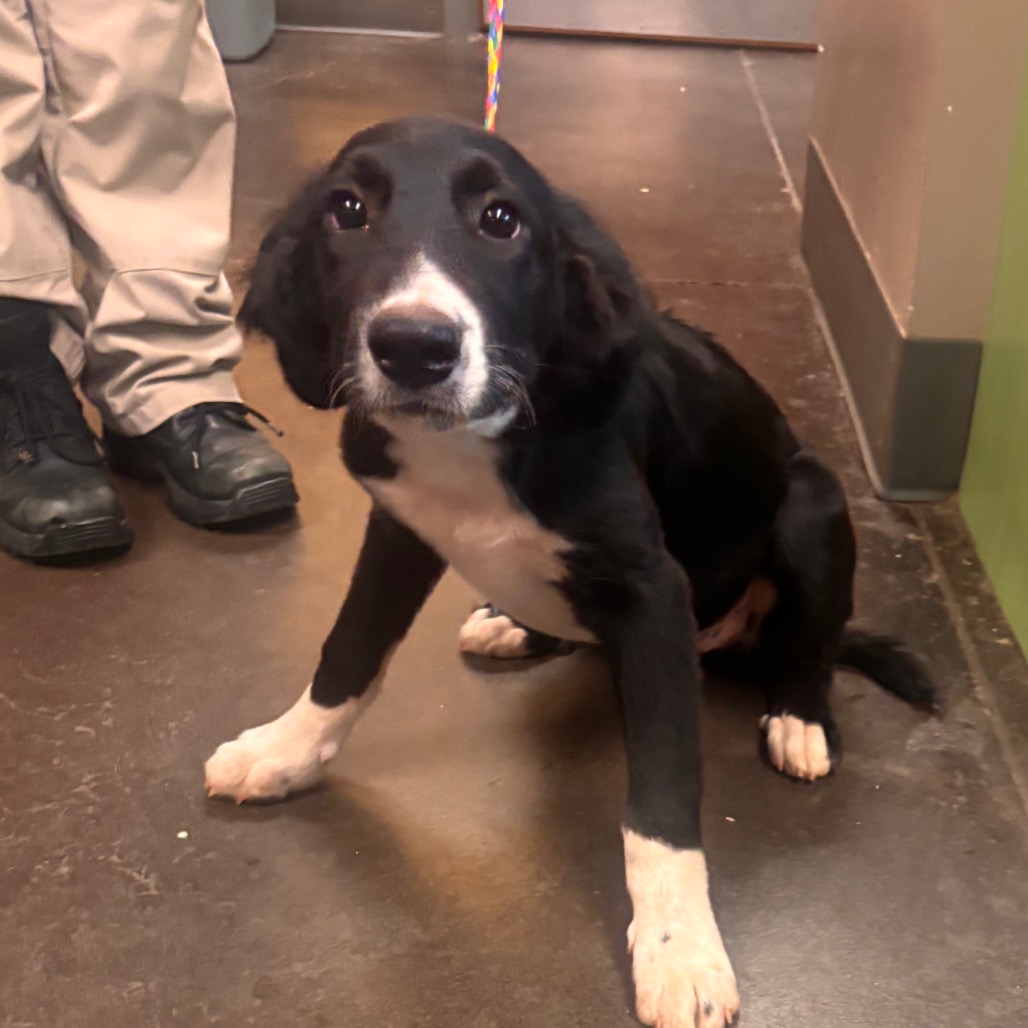 Shelter Stray Male Dog last seen , 3428 S Jenkins Ave, Norman, OK 73072, USA