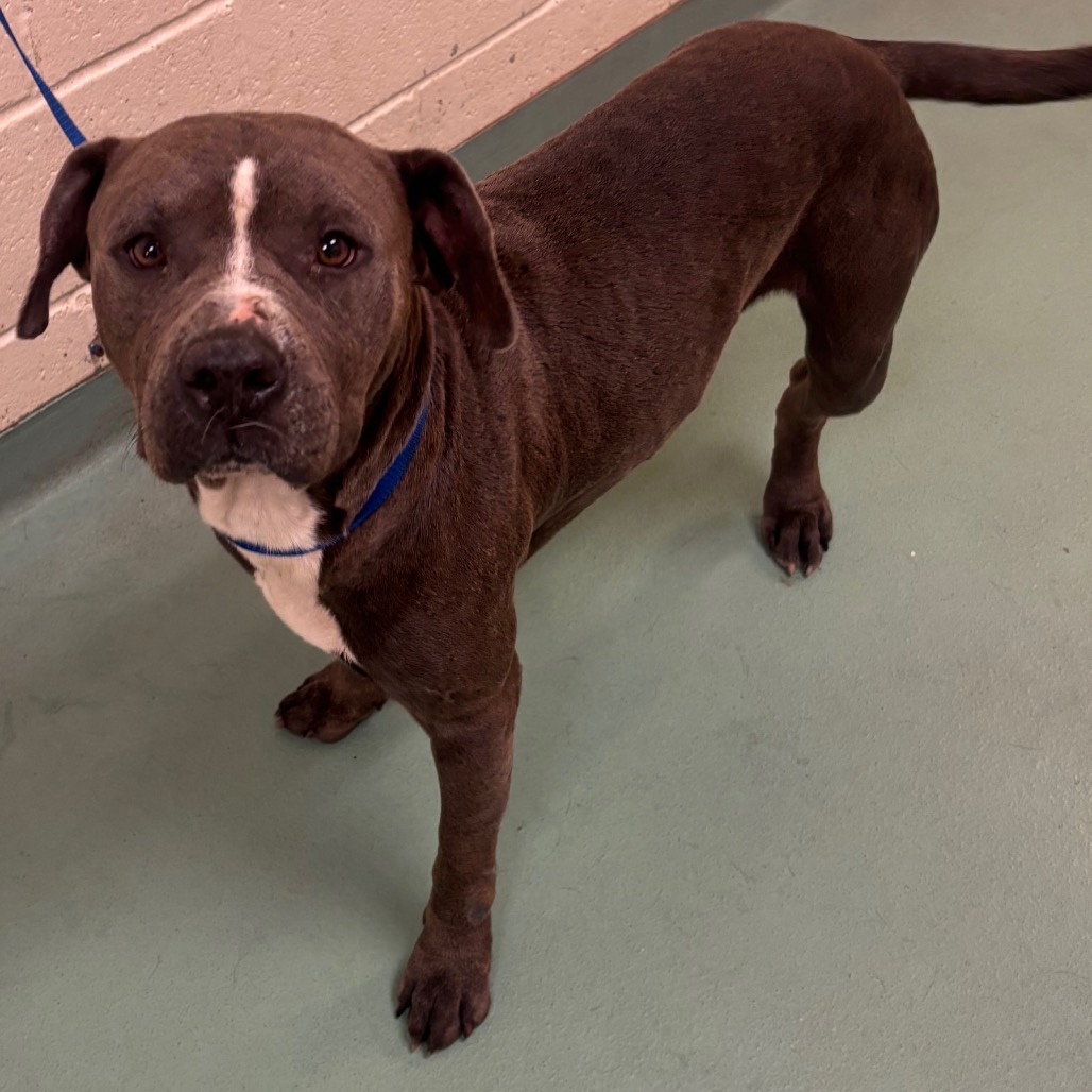 Shelter Stray Male Dog last seen , 2350 Appling City Cove, Memphis, TN 38133, USA