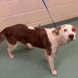Shelter Stray Female Dog last seen , 2350 Appling City Cove, Memphis, TN 38133, USA