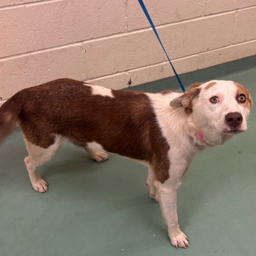 Shelter Stray Female Dog last seen , 2350 Appling City Cove, Memphis, TN 38133, USA