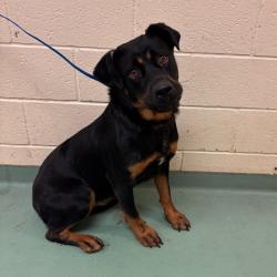 Shelter Stray Female Dog last seen , 2350 Appling City Cove, Memphis, TN 38133, USA