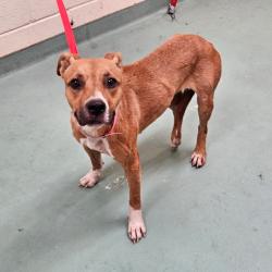 Shelter Stray Female Dog last seen , 2350 Appling City Cove, Memphis, TN 38133, USA