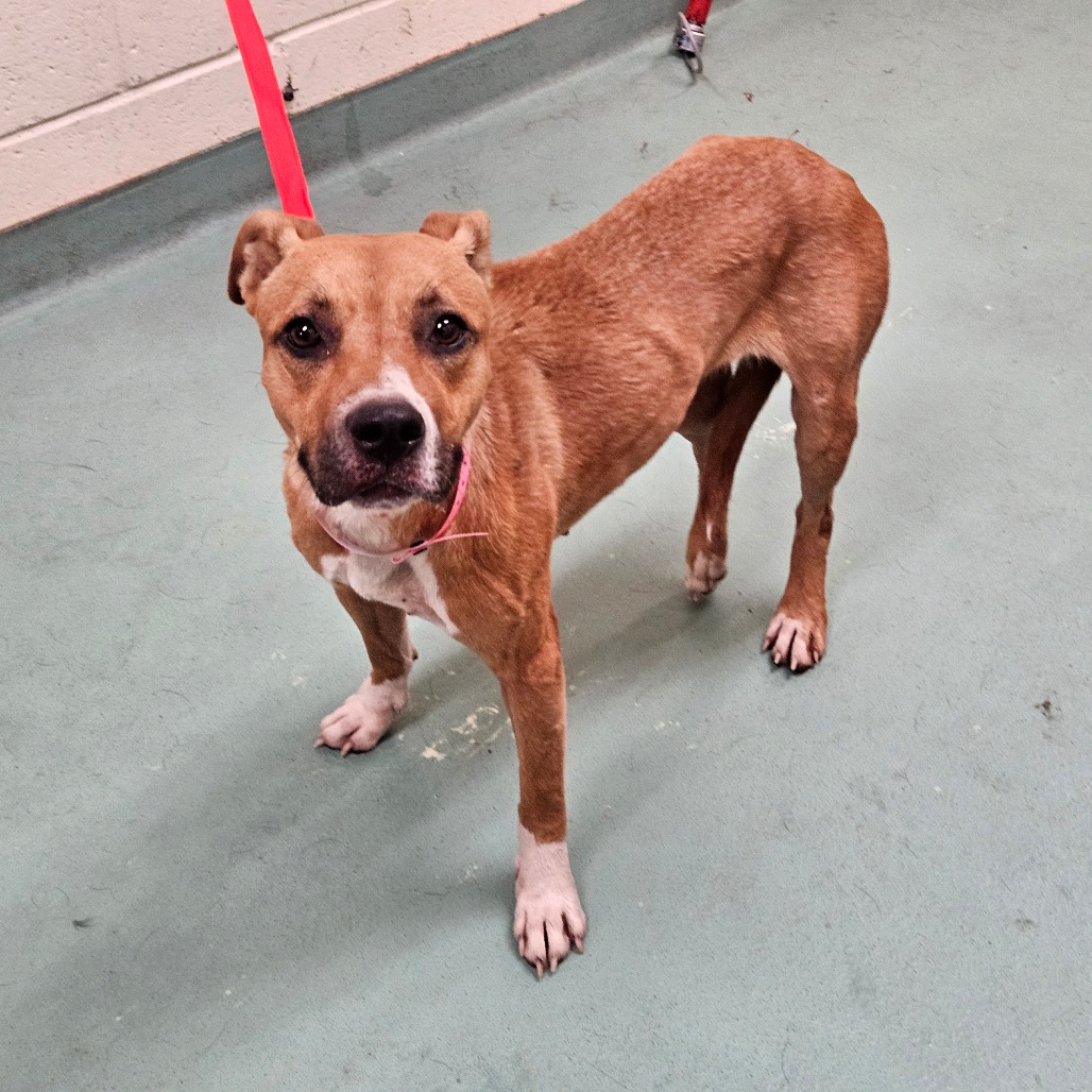 Shelter Stray Female Dog last seen , 2350 Appling City Cove, Memphis, TN 38133, USA