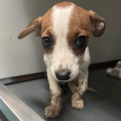 Shelter Stray Female Dog last seen , 2350 Appling City Cove, Memphis, TN 38133, USA