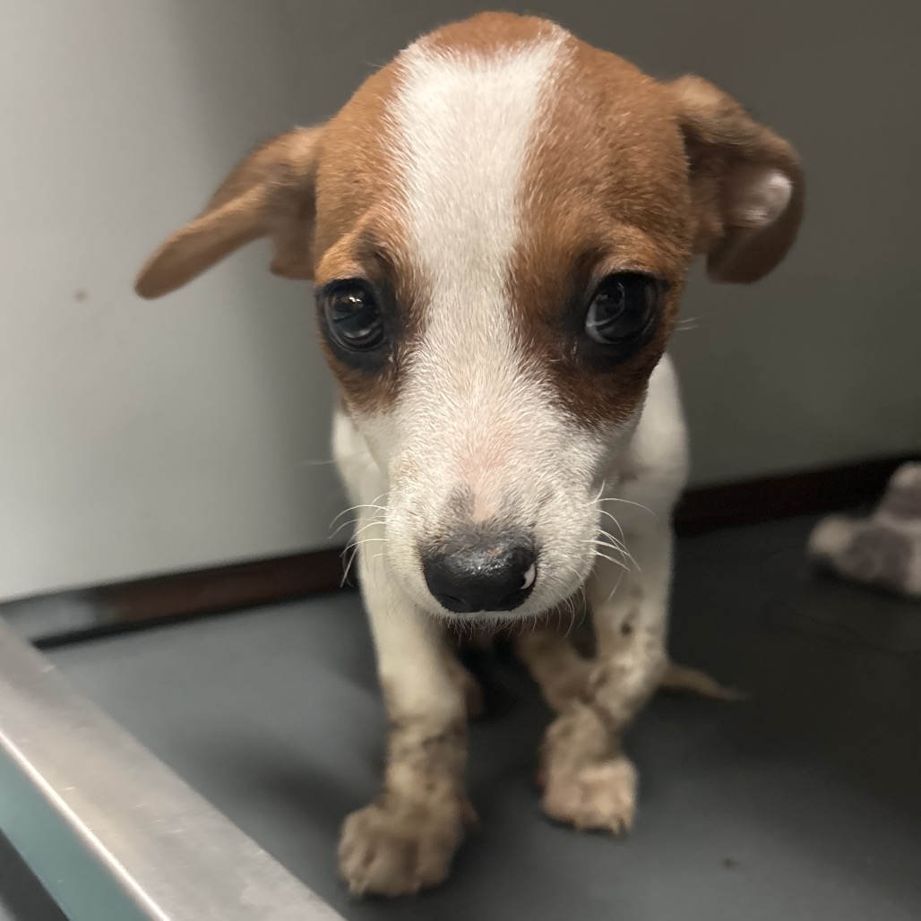 Shelter Stray Female Dog last seen , 2350 Appling City Cove, Memphis, TN 38133, USA