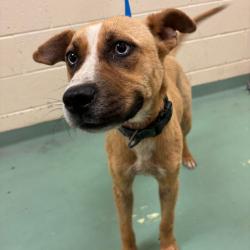 Shelter Stray Female Dog last seen , 2350 Appling City Cove, Memphis, TN 38133, USA