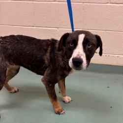 Shelter Stray Female Dog last seen , 2350 Appling City Cove, Memphis, TN 38133, USA