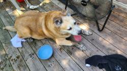 Reunited Unknown Dog last seen Masonboro loop rd, Wilmington, NC 28409