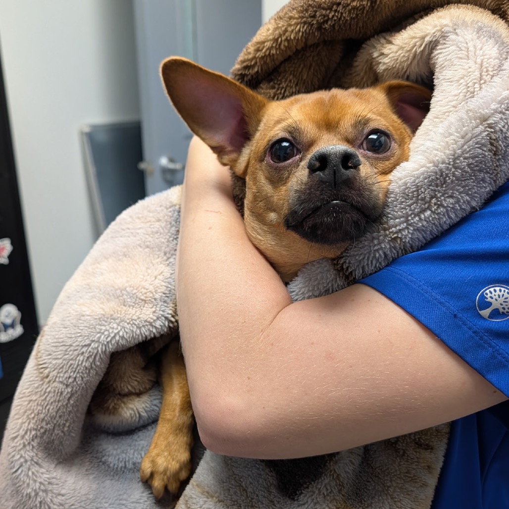 Shelter Stray Male Dog last seen , 328 Furman Hall Rd, Greenville, SC 29609, USA