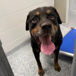 Shelter Stray Male Dog last seen , 328 Furman Hall Rd, Greenville, SC 29609, USA