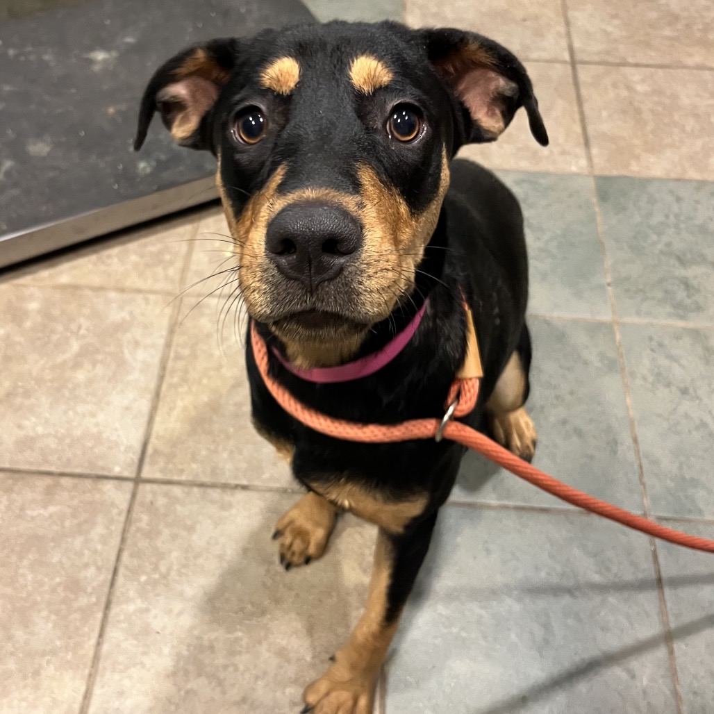 Shelter Stray Female Dog last seen , 4500 N Access Rd, Chattanooga, TN 37415, USA