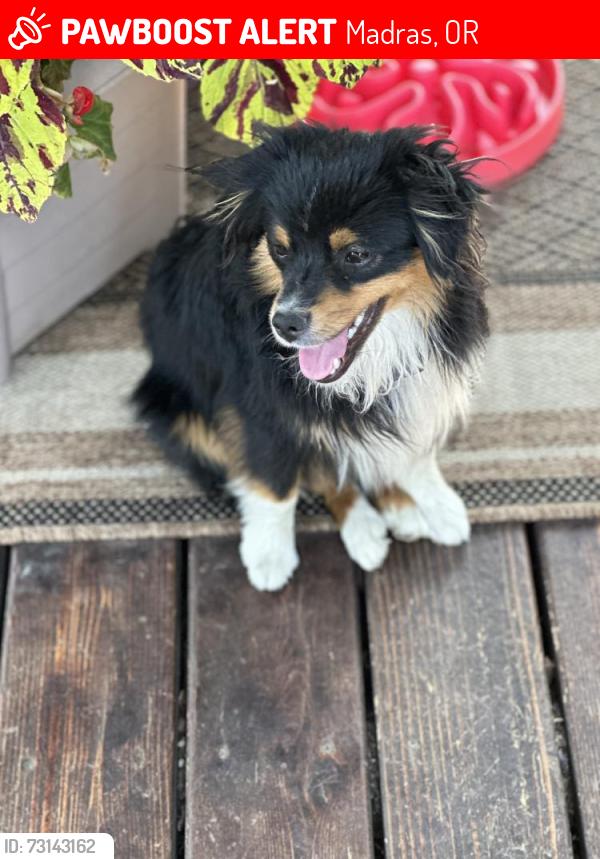 Lost Male Dog last seen 1st Street and C madras Or, Madras, OR 97741