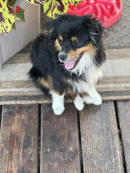 Lost Male Dog last seen 1st Street and C madras Or, Madras, OR 97741