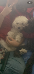 Lost Male Dog last seen Main and alder ave, Mesa, AZ 85201