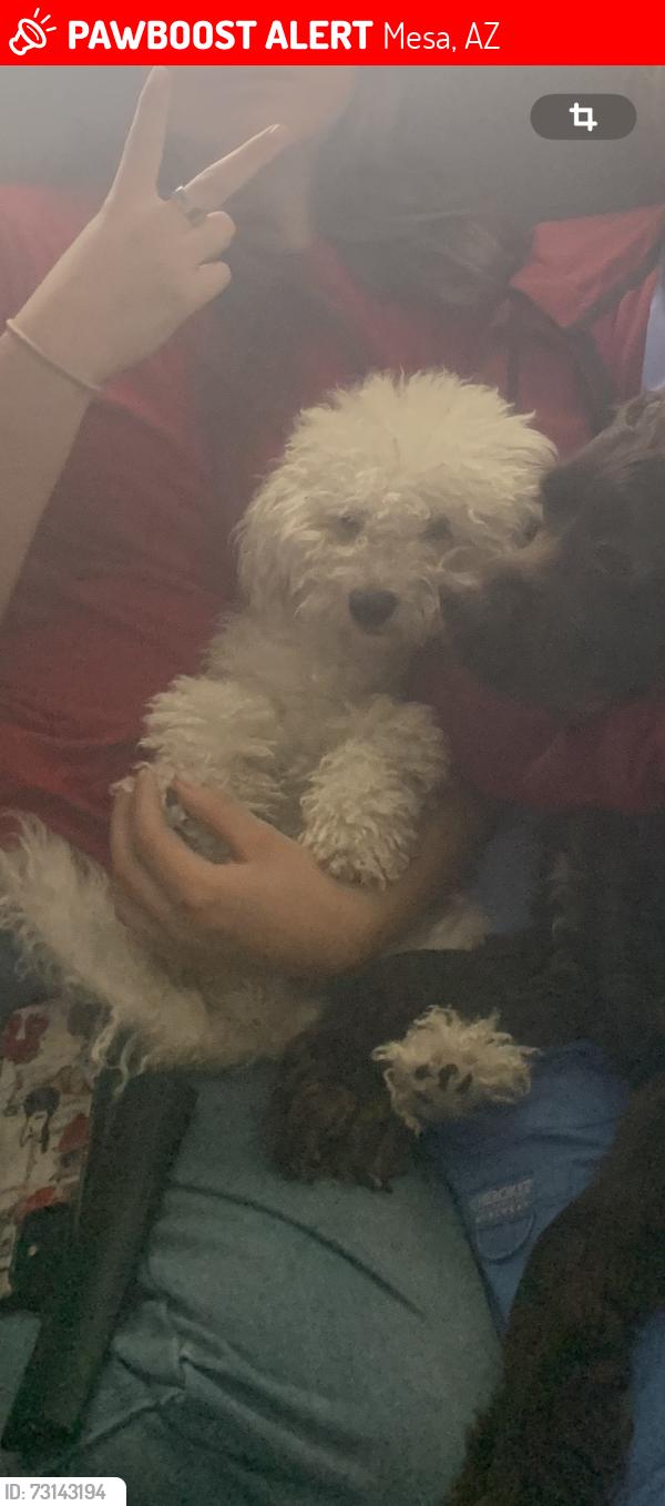 Lost Male Dog last seen Main and alder ave, Mesa, AZ 85201