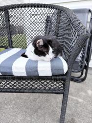 Lost Female Cat last seen Stop 11, Indianapolis, IN 46237