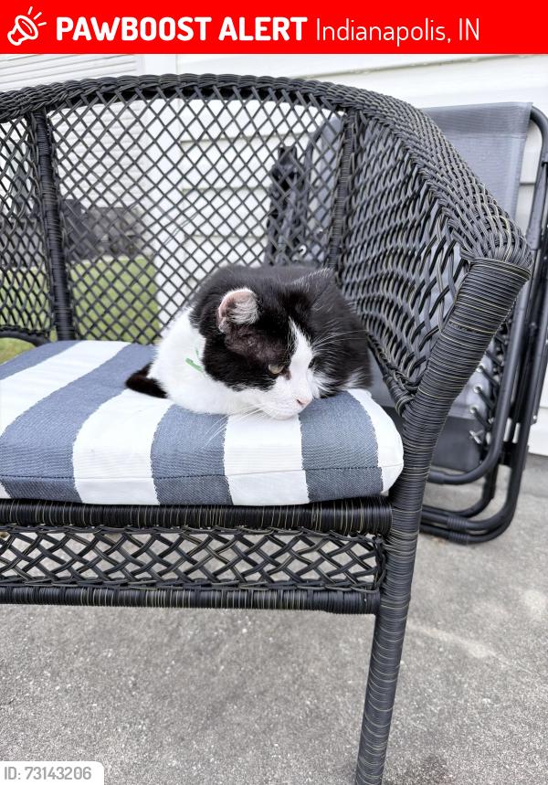 Lost Female Cat last seen Stop 11, Indianapolis, IN 46237