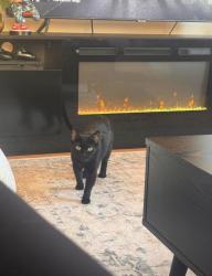 Lost Female Cat last seen The Crossings - Knauf Lane Entrance, Albany, NY 12211