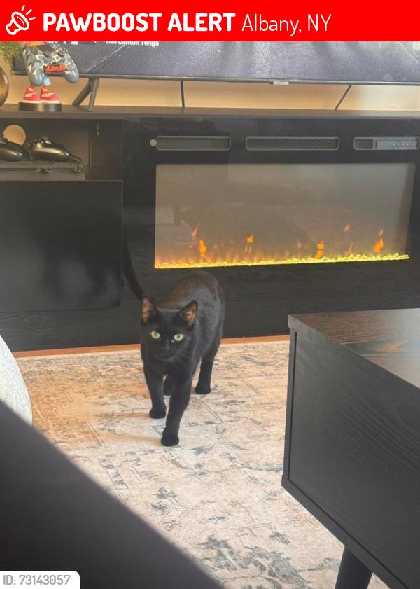 Lost Female Cat last seen The Crossings - Knauf Lane Entrance, Albany, NY 12211