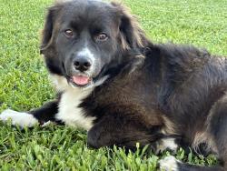 Lost Male Dog last seen Paramount, Pico Rivera, CA 90660