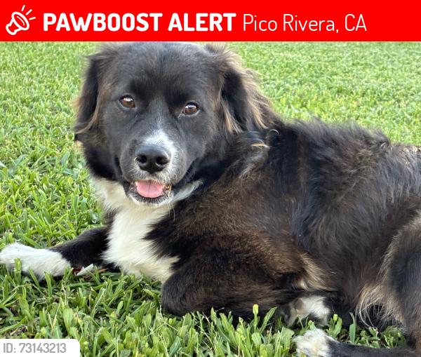 Lost Male Dog last seen Paramount, Pico Rivera, CA 90660