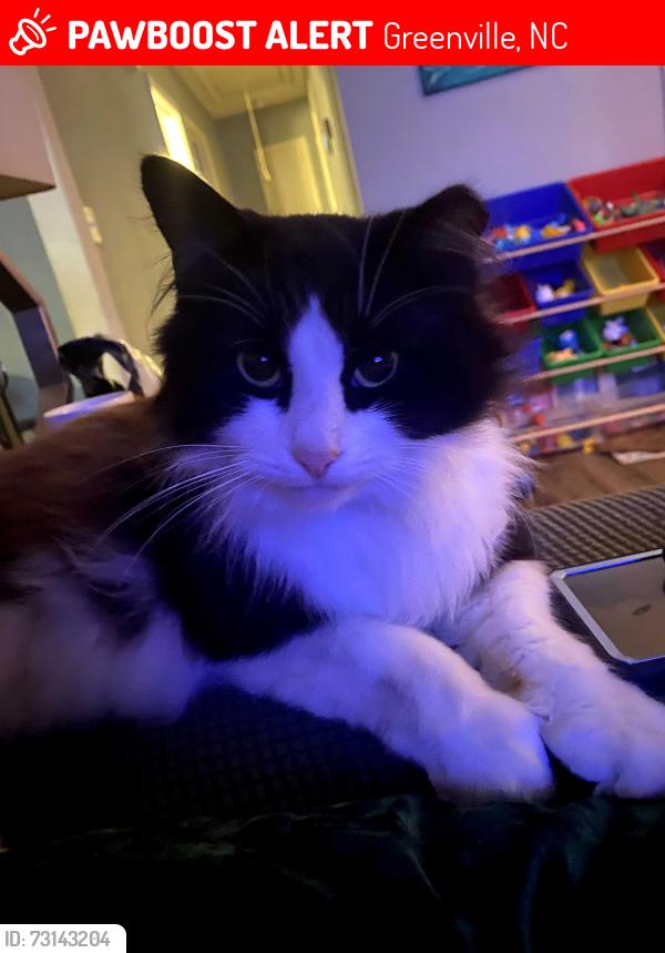 Lost Male Cat last seen Greenville nc, Greenville, NC 27858