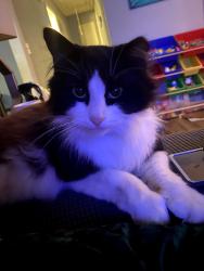 Lost Male Cat last seen Greenville nc, Greenville, NC 27858