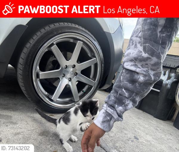 Lost Male Cat last seen Near E 42ndst, Los Angeles, CA 90011