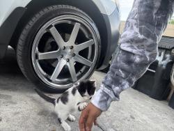 Lost Male Cat last seen Near E 42ndst, Los Angeles, CA 90011