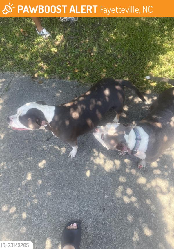 Found/Stray Female Dog last seen Christina St, Fayetteville, NC 28314