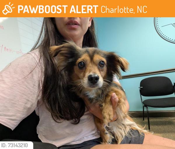 Found/Stray Female Dog last seen Old Post road & Monroe Road, Charlotte NC, Charlotte, NC 28212