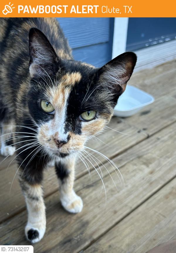 Found/Stray Female Cat last seen Near Hackberry St, Clute, TX 77531