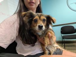 Found/Stray Female Dog last seen Old Post road & Monroe Road, Charlotte NC, Charlotte, NC 28212