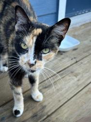 Found/Stray Female Cat last seen Near Hackberry St, Clute, TX 77531