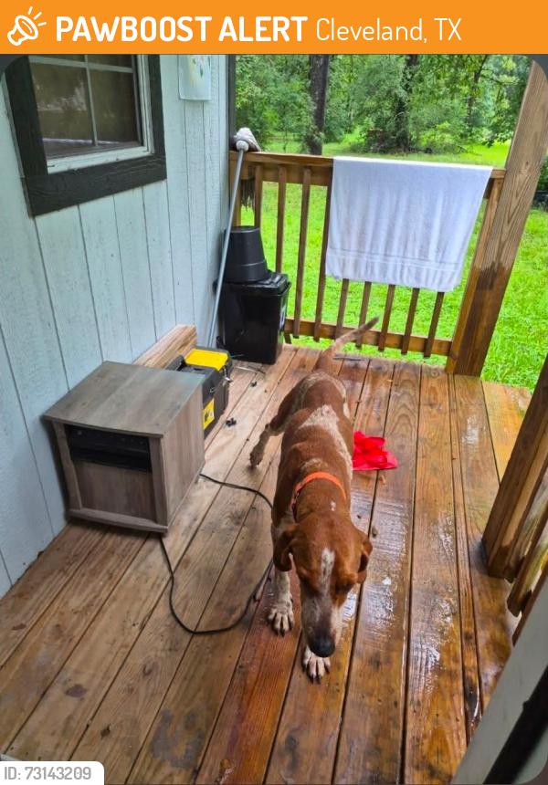 Found/Stray Female Dog last seen Greenbelt and Geronimo area, Cleveland, TX 77328