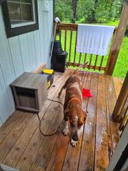 Found/Stray Female Dog last seen Greenbelt and Geronimo area, Cleveland, TX 77328