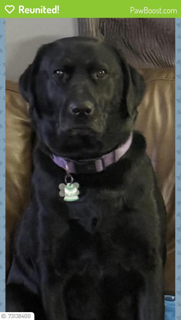 Reunited Female Dog last seen Near Country Village Dr, Indianapolis, IN 46214, USA, Indianapolis, IN 46214