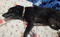Reunited Male Dog last seen Connie Dr & Lakeside Park Dr, Hendersonville, TN 37075