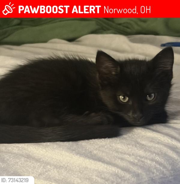 Lost Male Cat last seen Carthage Avenue and Feldman, Norwood, OH 45212