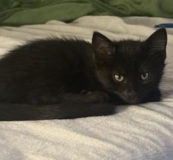 Lost Male Cat last seen Carthage Avenue and Feldman, Norwood, OH 45212