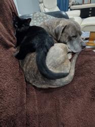 Lost Female Cat last seen 61st Terrace and Brookside Blvd, Kansas City, MO 64113
