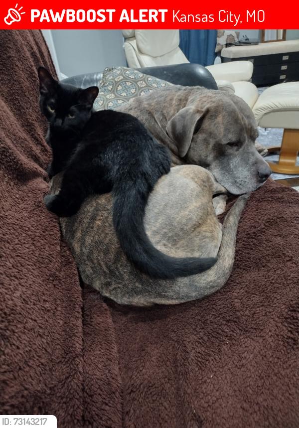 Lost Female Cat last seen 61st Terrace and Brookside Blvd, Kansas City, MO 64113