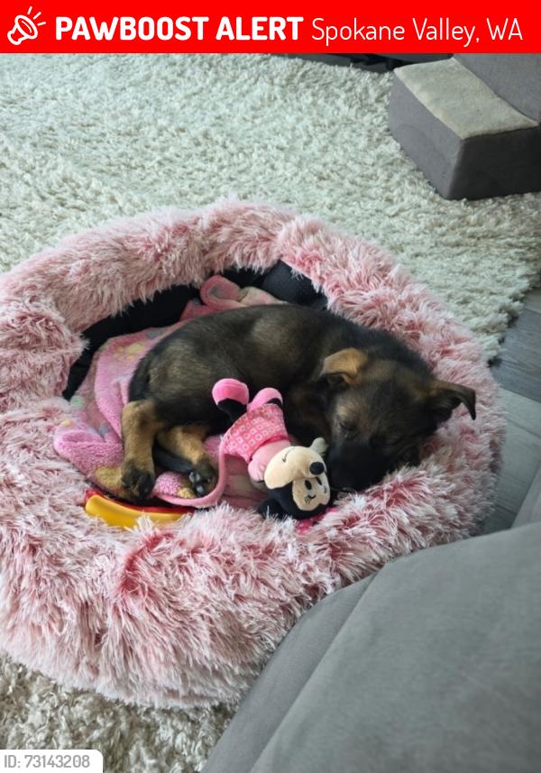 Lost Female Dog last seen E 17 ave, Spokane Valley, WA 99016