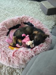 Lost Female Dog last seen E 17 ave, Spokane Valley, WA 99016