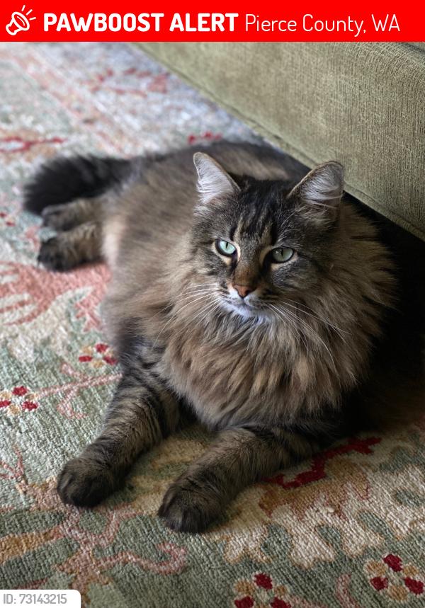 Lost Female Cat last seen 70th st e Buckley wa, Pierce County, WA 98321