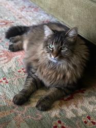 Lost Female Cat last seen 70th st e Buckley wa, Pierce County, WA 98321