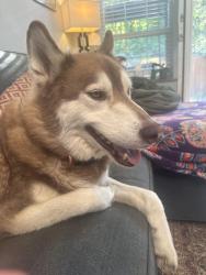 Reunited Male Dog last seen City hill church, Kenmore, WA 98028