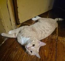 Shelter Stray Male Cat last seen , 601 N Charles St, Portland, IN 47371, USA
