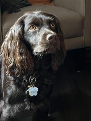 Reunited Female Dog last seen Last seen near Valley Bluff Drive next to the water treatment driveway, Fayetteville, GA 30215