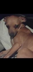 Lost Female Dog last seen Meadow Rd Northline Oaks, Conroe, TX 77384